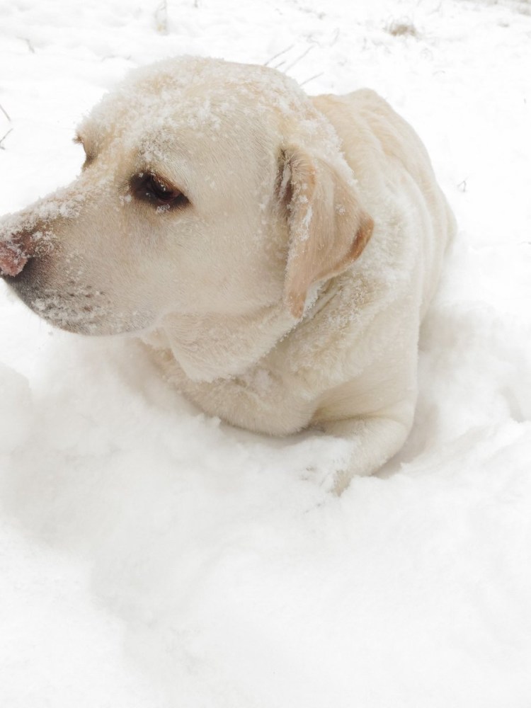 Бассет хаунд