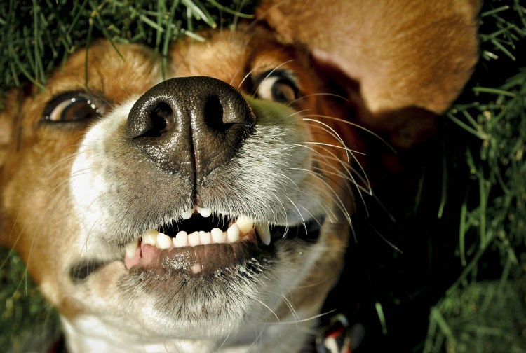 Бигль порода собаки Бигль