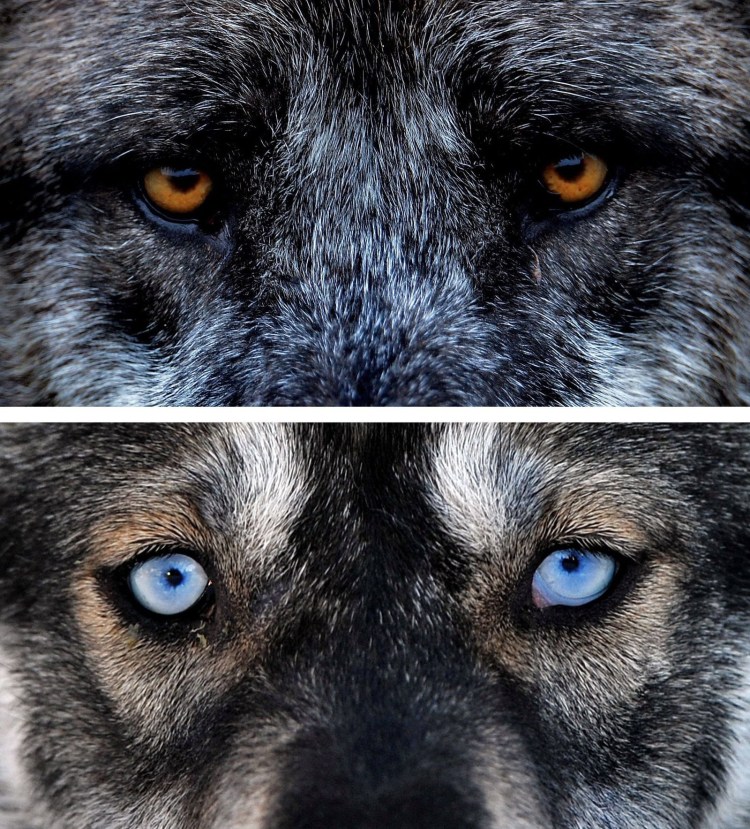 Маремма-абруццкая овчарка