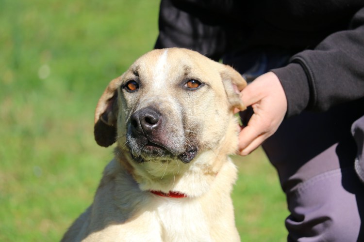 Керри Бигль ирландская гончая