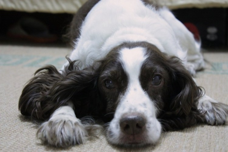 Харьер бордер