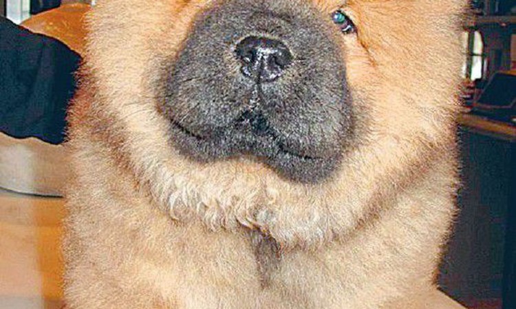 Ковалеркинг чар спаниели