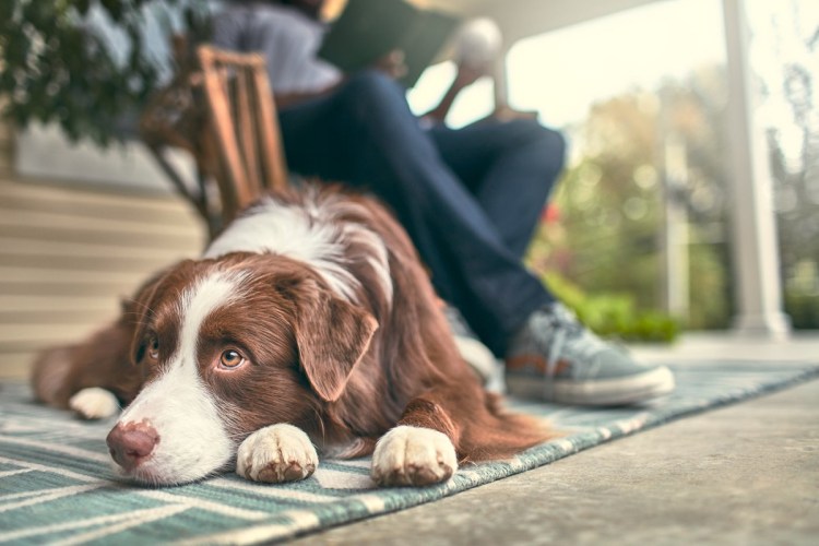 Собака мордой перед телефоном