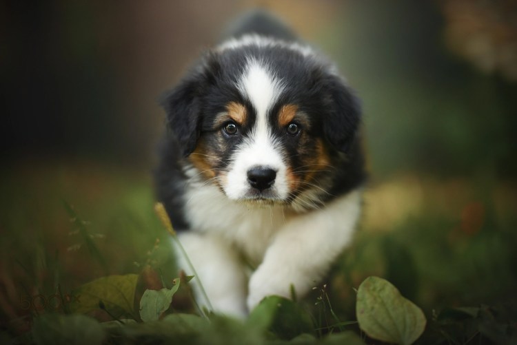 Порода Шпигель