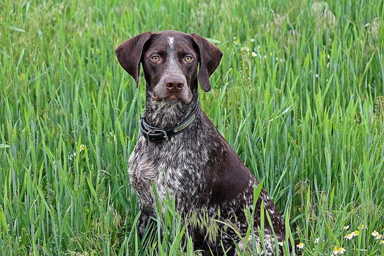 Сеттер Пойнтер Курцхаар