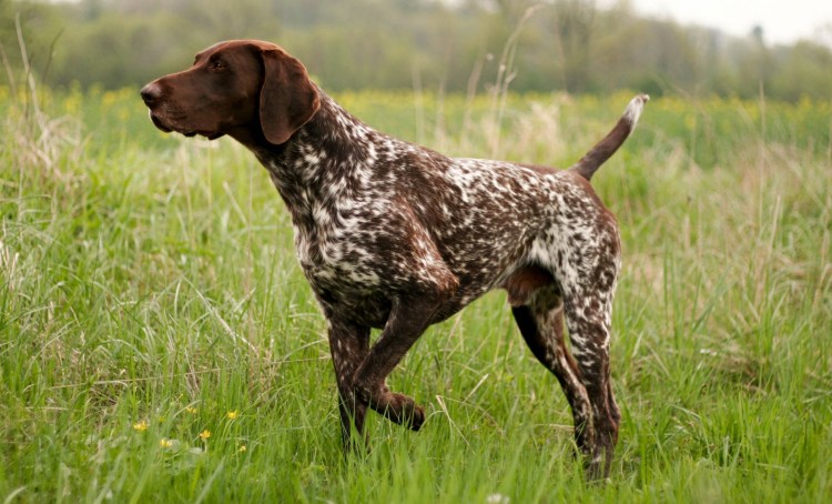 Сеттер Пойнтер Курцхаар