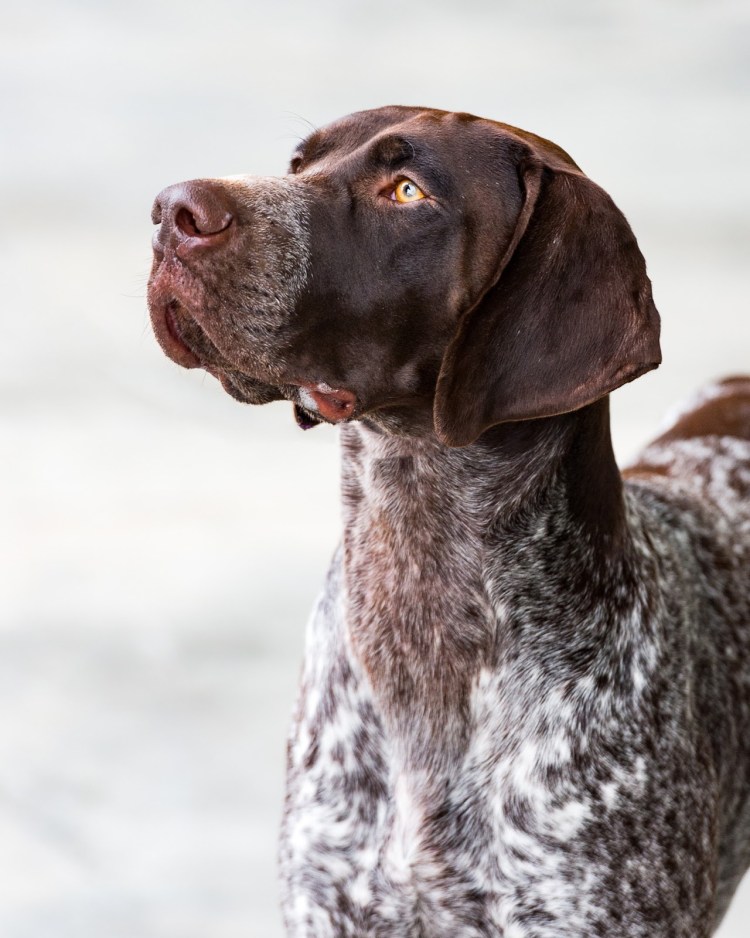 Курцхаар собака