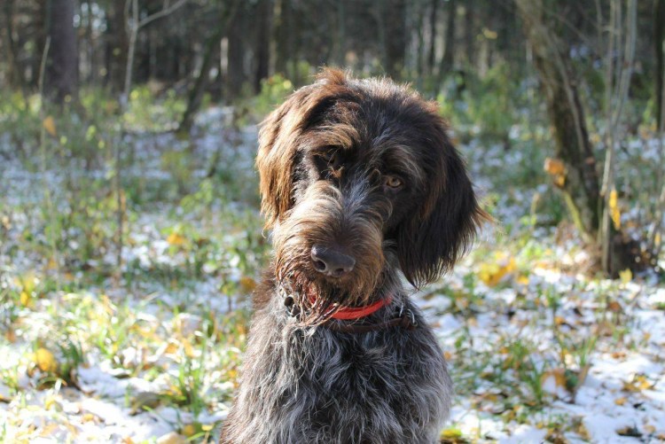 Дратхаар жесткошерстный