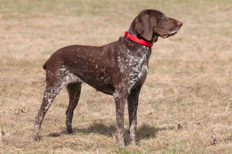 Курцхаар собака