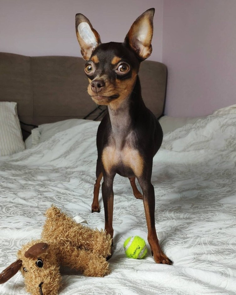 Пражский крысарик ратлик