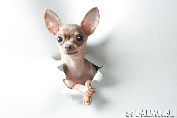 Чихуахуа мини пучеглазые