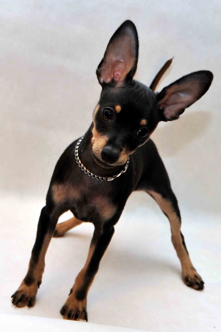 Мини породы