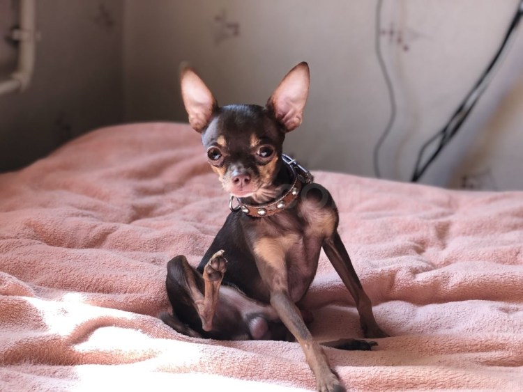 Тойтерьеры русский и карликовый