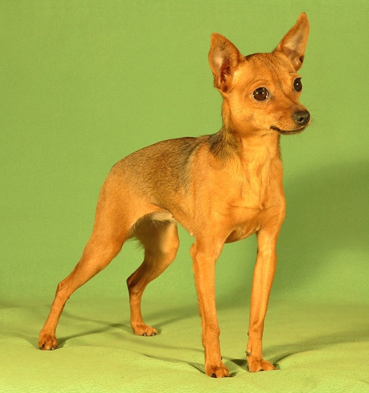 Английский карликовый терьер