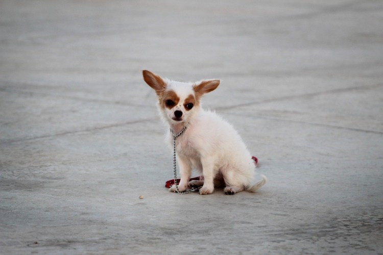 Пучеглазый чихуахуа