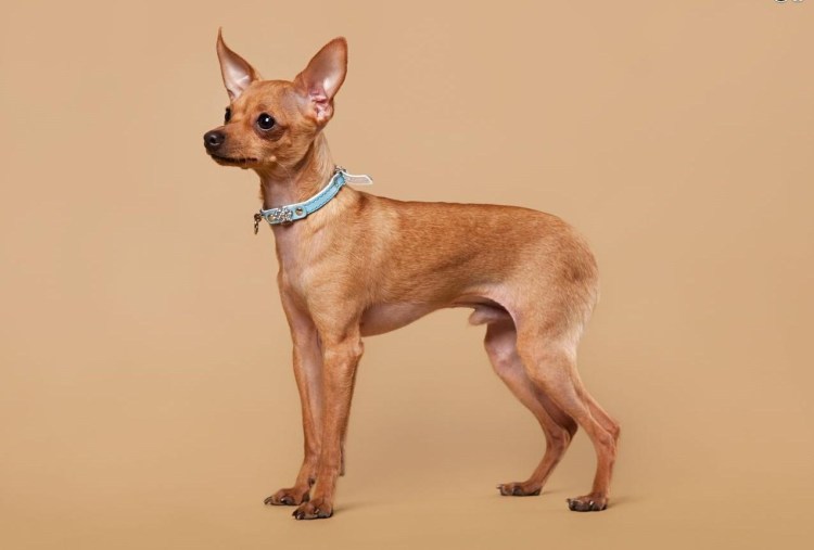 Самая маленькая гипоаллергенная собака