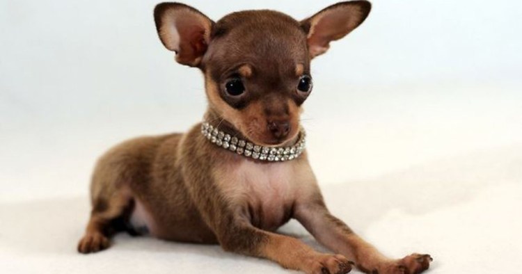 Китайская карманная собачка