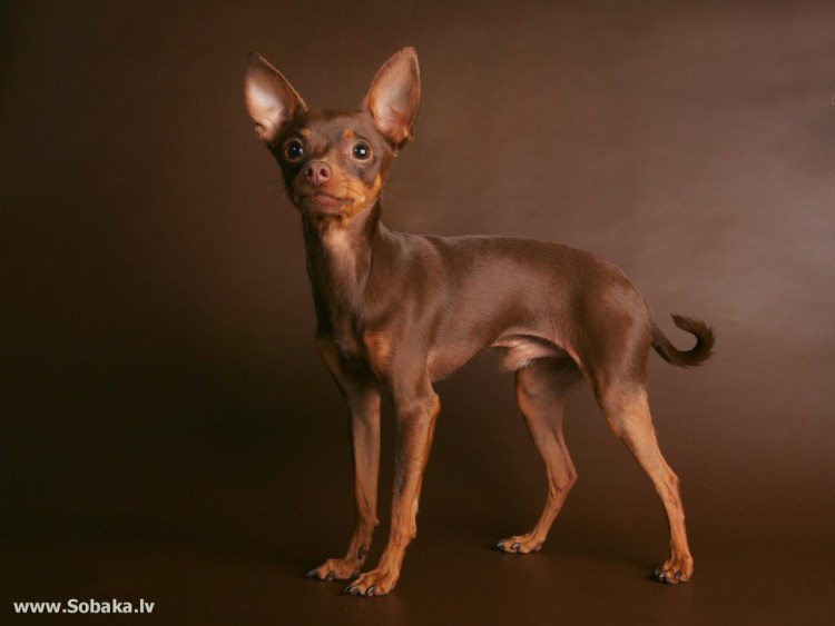 Чихуахуа макси