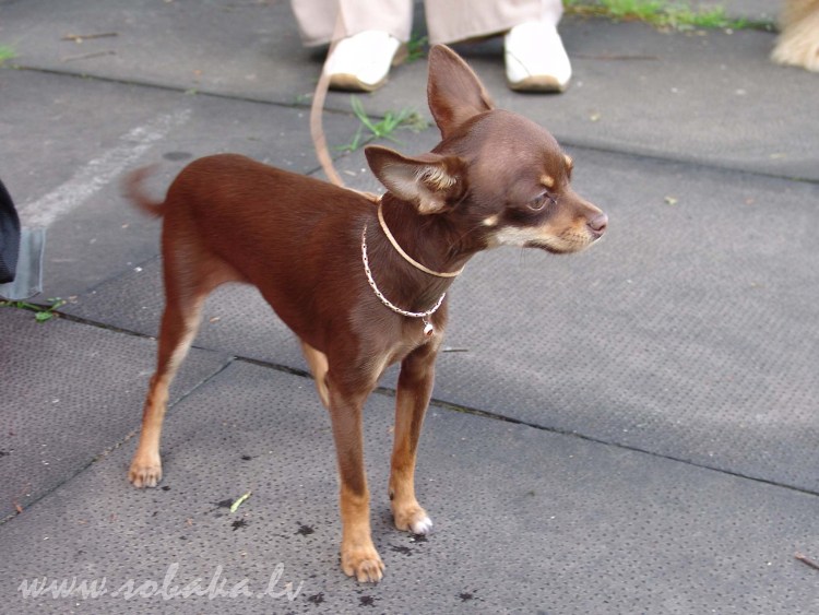 Русский той терьер гладкошерстный