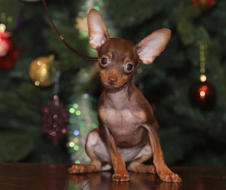 Русский той-терьер