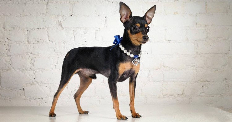 Карликовый пинчер