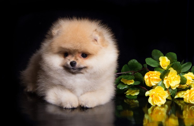 Рыжая пушистая собака