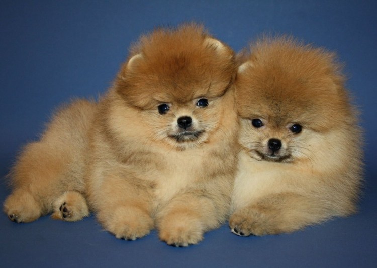 Зубы взрослого померанского шпица