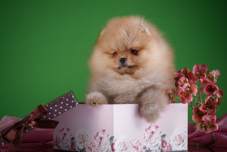 Померанский шпиц