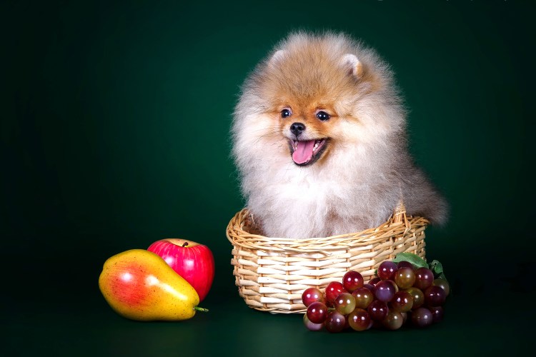 Немецкий шпиц и померанский шпиц