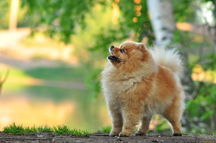 Померанский Лулу белый