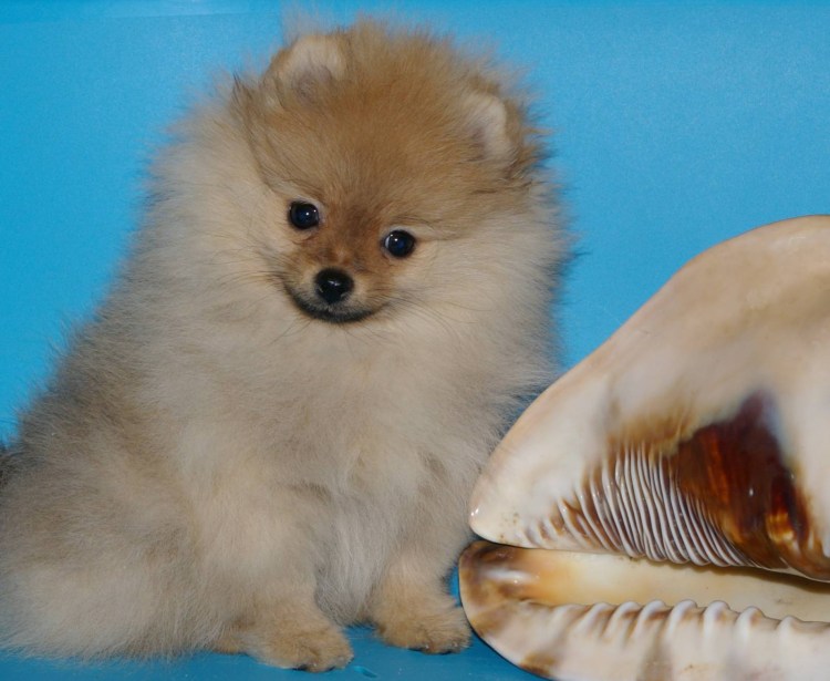 Померанский шпиц Рождественский