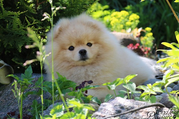 Померанский корги