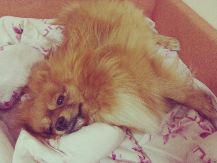 Подари мне шпица