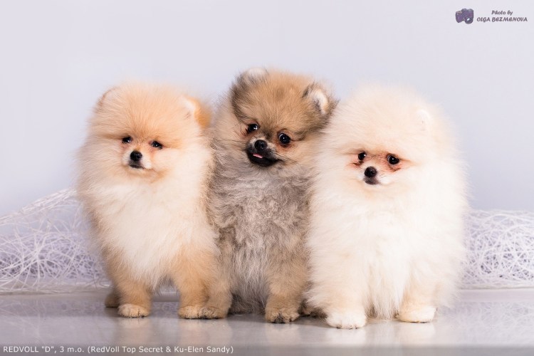 Померанский шпиц