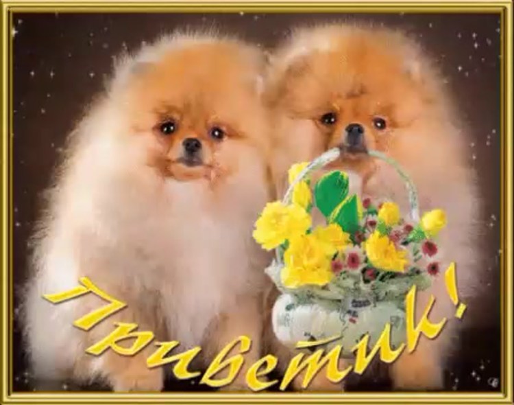 Юла шпиц в хорошие руки