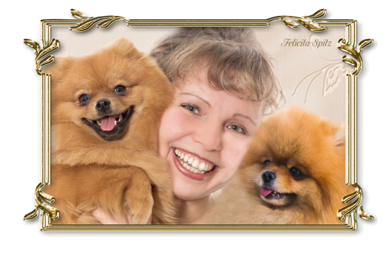 Померанский шпиц обои