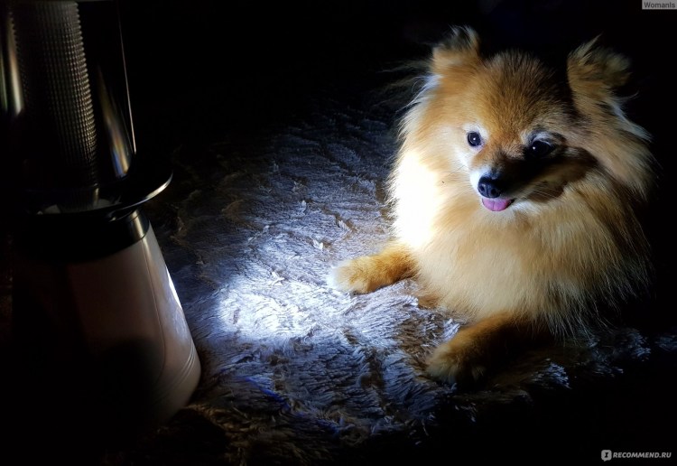 Красивый шпиц в корзинке