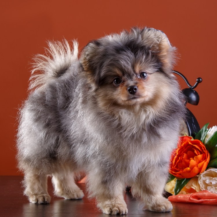 Светлана шпиц