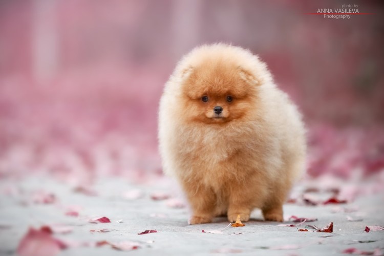 Шпиц терьер померанский