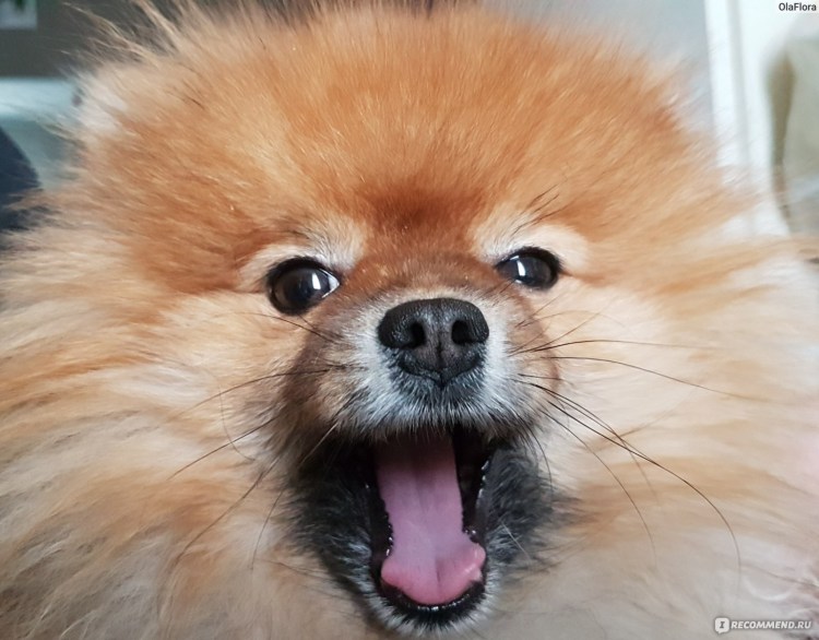 Мини померанский шпиц 4 месяца