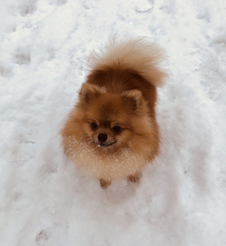 Корм для щенков шпица