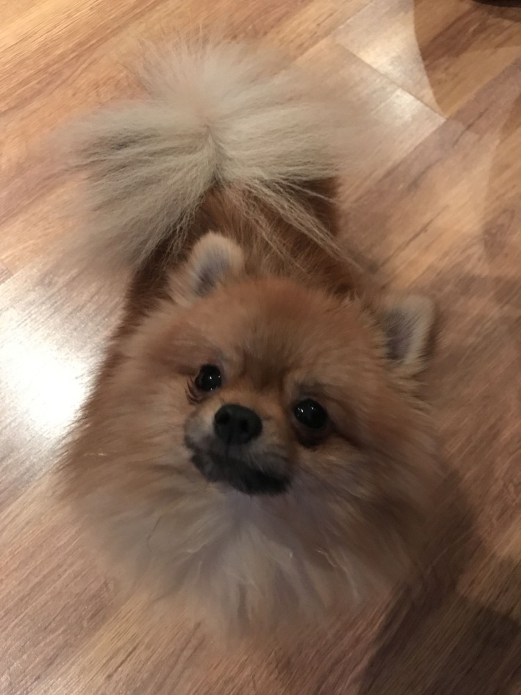 Померанский шпиц Boo