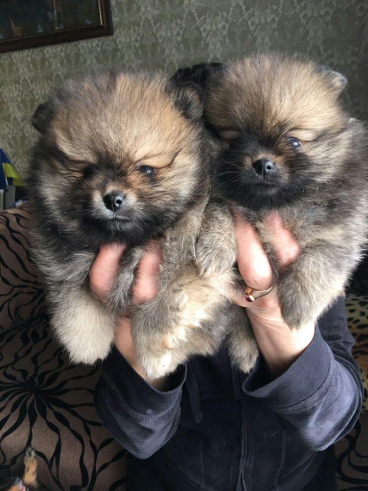 Померанский шпиц старпом