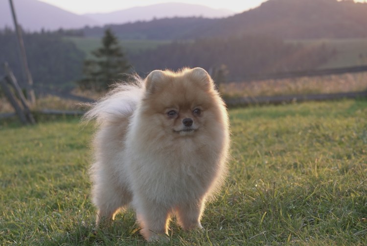 Померанский шпиц Челси