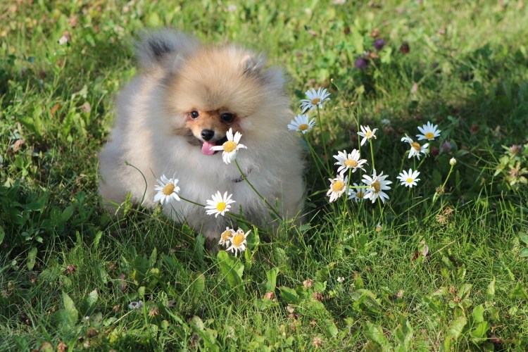 Померанский микро шпиц их рост