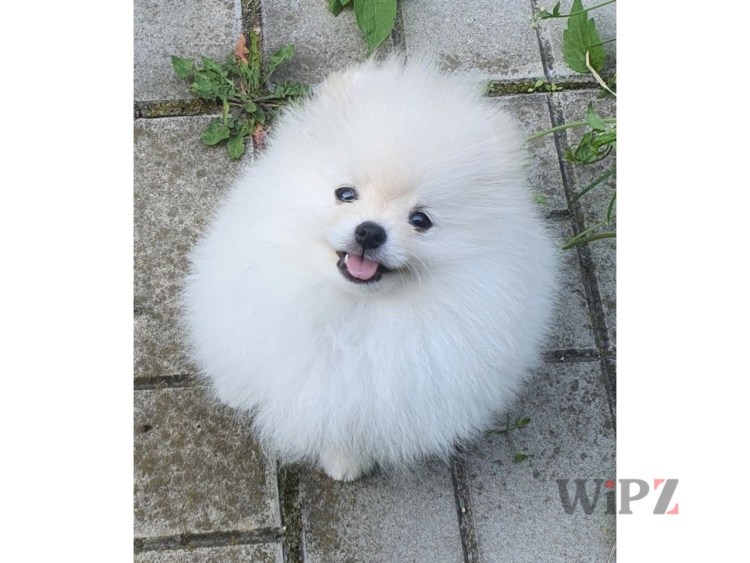 Милочар мой друг питомник Ижевск