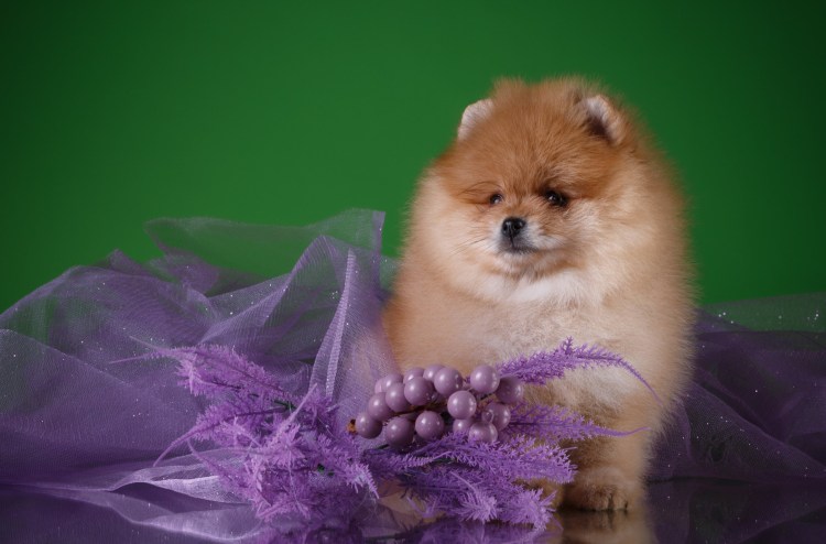 Шпиц волосатый