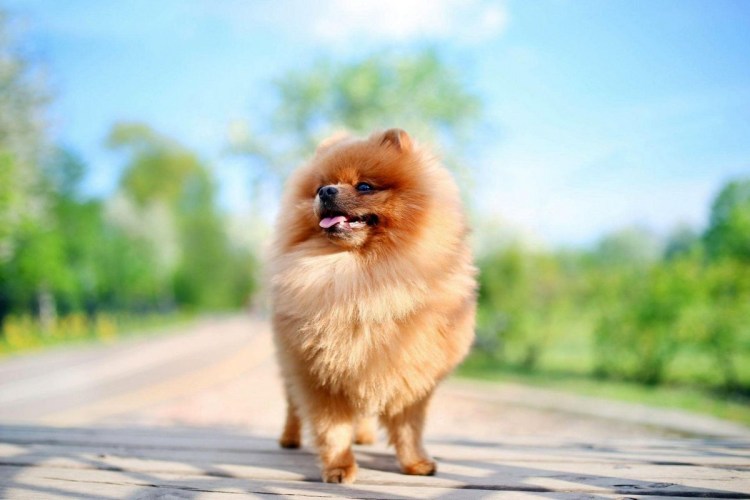 Померанский шпиц помытый