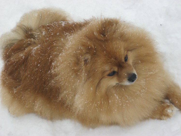 Шпиц мальчик взрослый