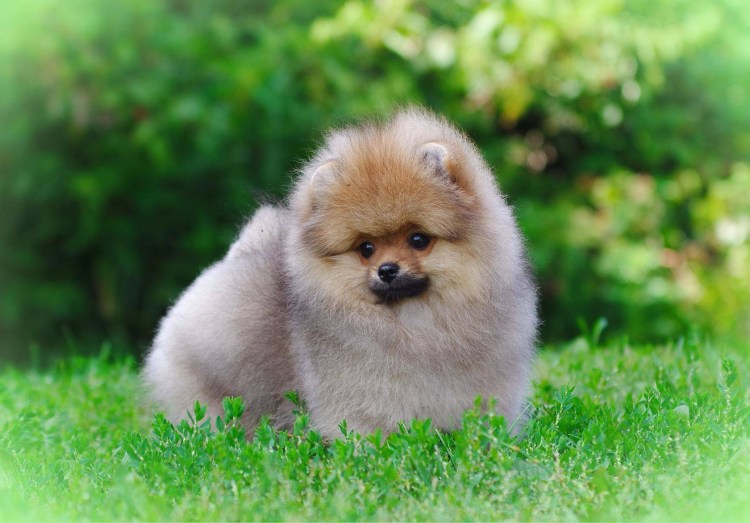 Померанский шпиц самая милая собачка в мире